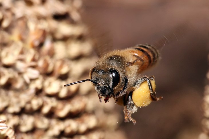 Pčelari apeliraju - ne ubijajte pčele!